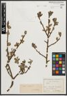 Foto von Salix aurita L.